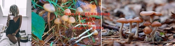 хмурый Аркадак